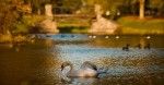 Biblical Swans Vanish in Great Flood