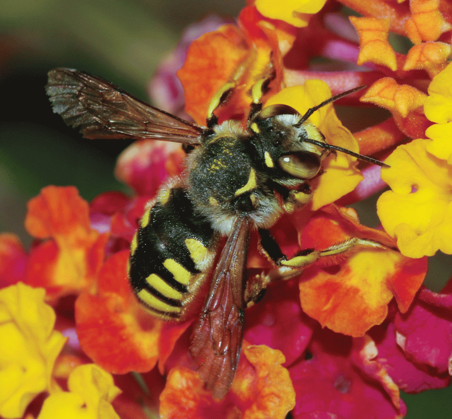 The+U.S.+agricultural+economy+could+hardly+survive+without+the+existence+of+our+greatest+natural+pollinator.