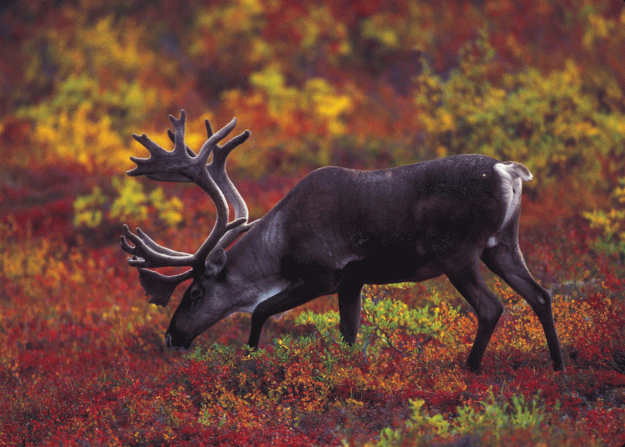 The Gwich’in tribes depend upon the Porcupine Caribou for survival, a species whose breeding will be impacted by drilling.