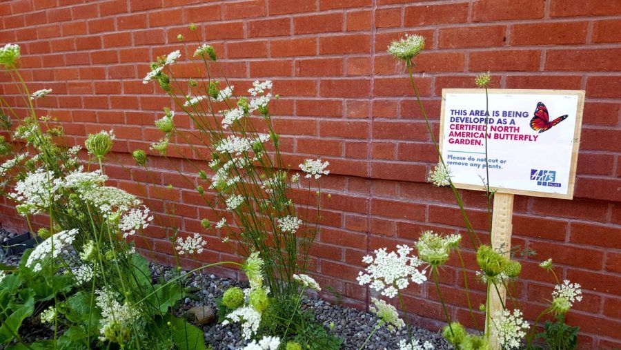 Pollinator Garden Grows a Habitat in Arts at the Palace Parking Lot