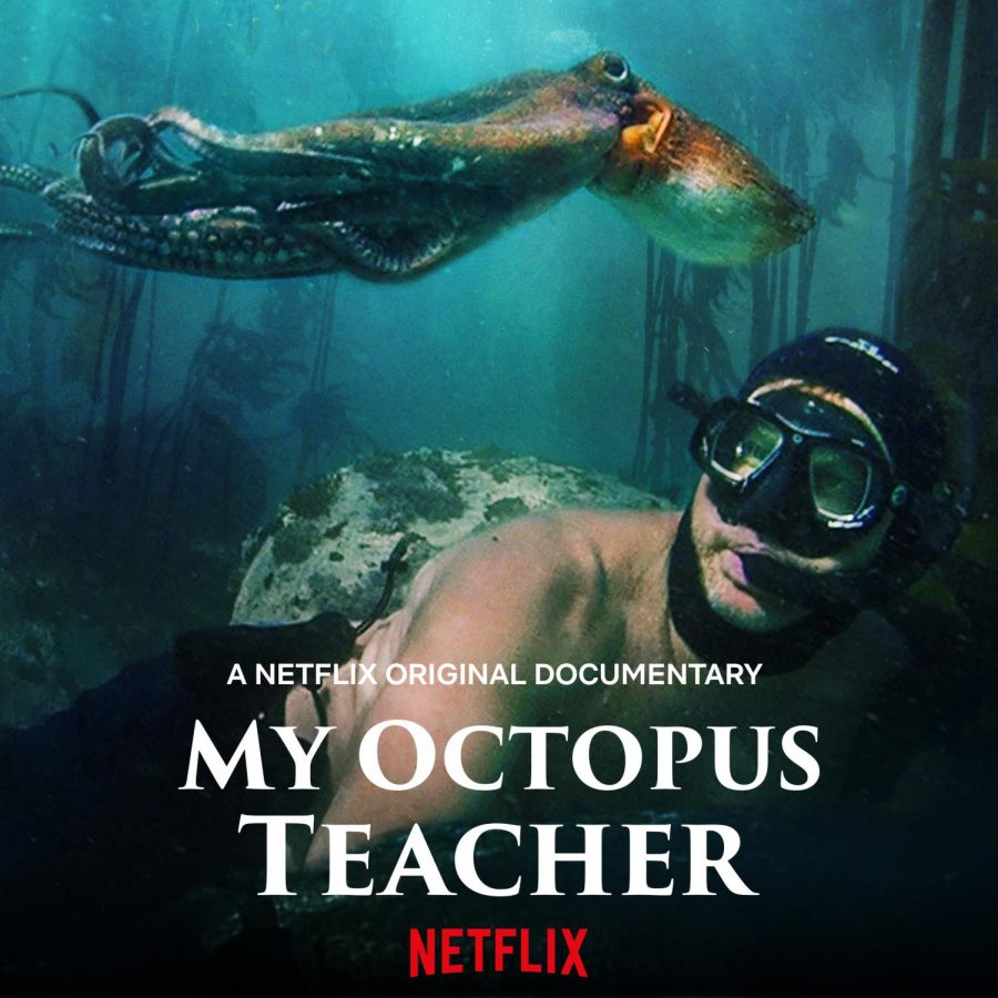 MY+OCTOPUS+TEACHER%3A+The+Netflix+documentary+follows+marine+biologist+and+diver+Craig+Foster+as+he+travels+to+South+Africa+to+to+spend+the+year+with+an+octopus.