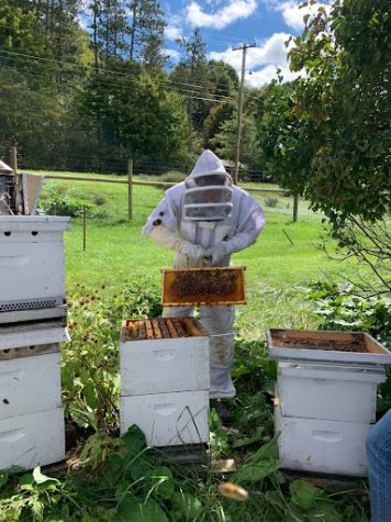 Buzzing News on Beekeeping Club