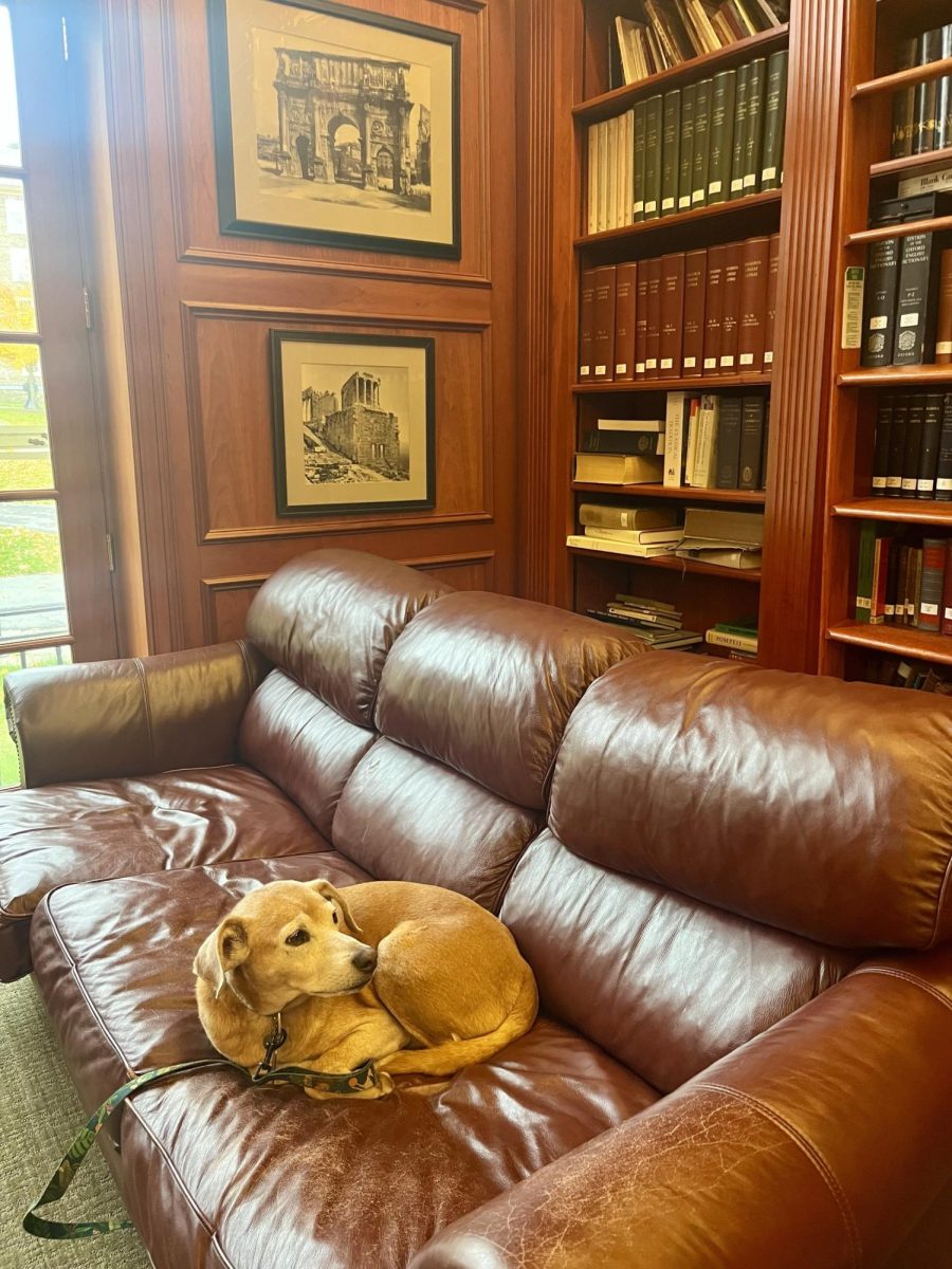Laszlo the Dog Brings Comfort to Classics Students